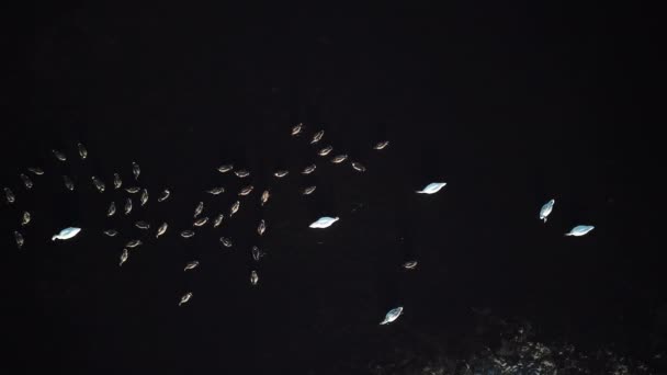 Cisnes e gaivotas. Vista aérea. Uma ninhada de pássaros selvagens nada no lago. Drone tiro de pássaros família . — Vídeo de Stock