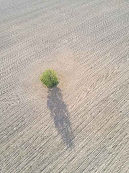 Árvore solitária soltando sombra no campo arado terra . — Fotografia de Stock