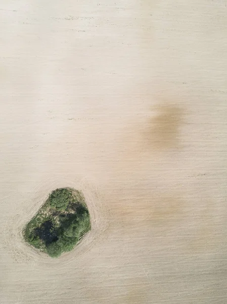 Остров зеленой травы, среди пашни — стоковое фото