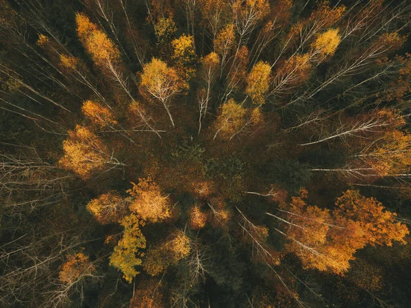 Vue aérienne forêt lors de beaux bouleaux jaunes et pins verts . — Photo