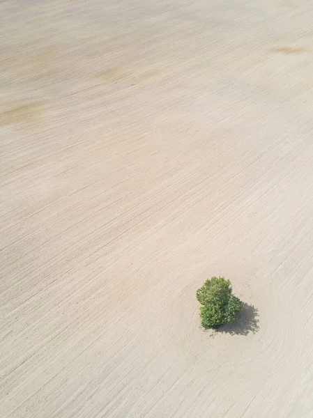 Одинокое дерево, сбрасывающее тень на вспаханную землю . — стоковое фото