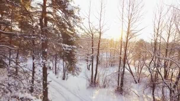 无人机在冬天的森林里起飞了 阳光灿烂的日子. — 图库视频影像