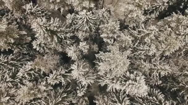 Pinheiro congelado aéreo e abetos na neve no inverno. Muitas árvores, madeira. Vista aérea da floresta espessa. Drone ganhando altura — Vídeo de Stock