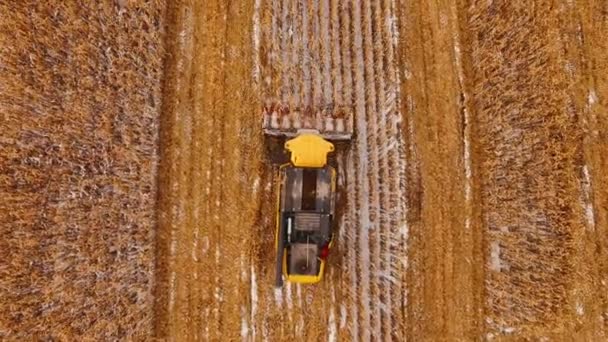 4K. Combine Harvester está trabalhando no campo de milho após a primeira neve . — Vídeo de Stock