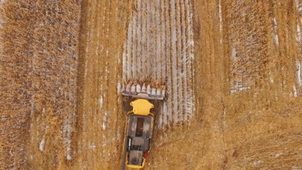 Сбор урожая. Сборщик работает на кукурузном поле в снегу . — стоковое видео