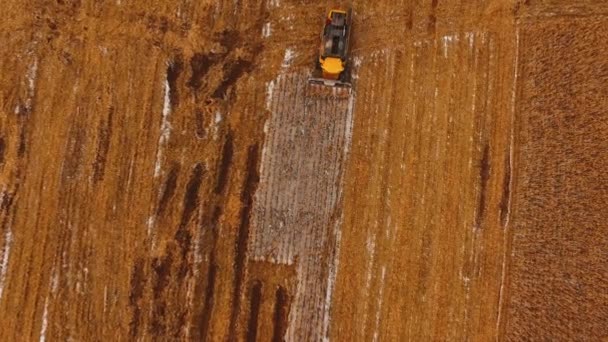 4k. Combineer Harvester werkt in het maïsveld na de eerste sneeuw. De oogstmachine snijdt rijpe droge maïs. Luchtzicht. — Stockvideo