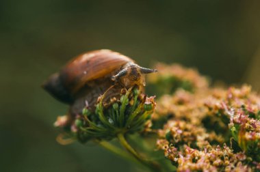 bir bahçe bir salyangoz, yakın çekim.