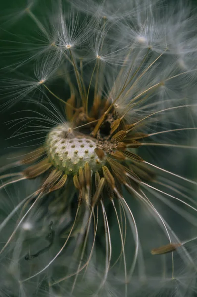 Nature macro photography: close up of a blown dandelion flower on a green background. — Stock Photo, Image