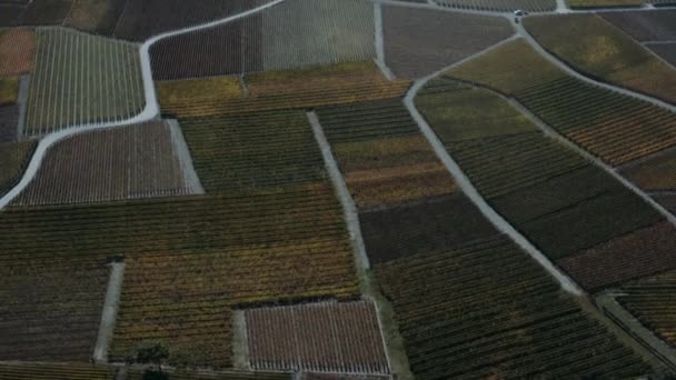 Drohne fliegt entlang farbenfroher terrassenförmiger Weinberge mit grünen und gelben reifen Weinreben. — Stockvideo