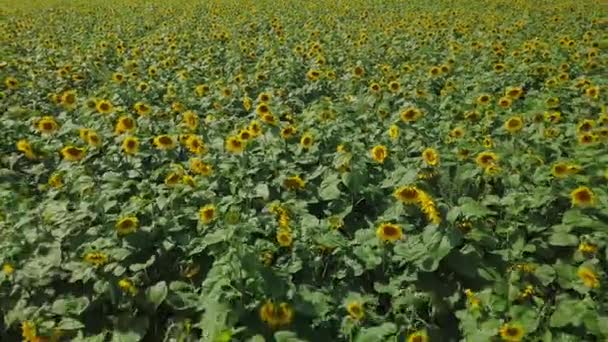 Quick flight back over the field with sunflowers — Vídeo de stock