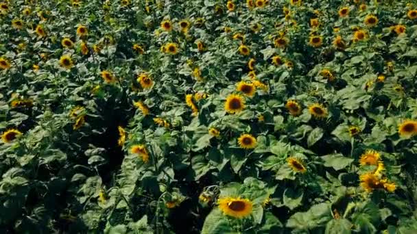 Aerial Drone view of Sunflowers Field. Flight over the sunflower field. Drone moving across yellow field of sunflowers. — Vídeo de Stock