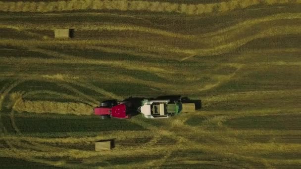 Agricultural machine works on the field in a sunny summer day. Tractor is pressing dried grass into square bales. — Stok video