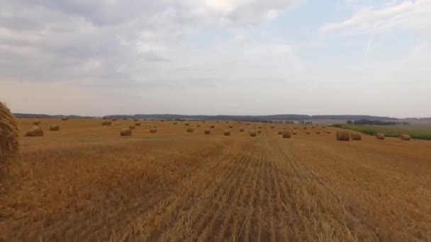 Rural field in summer with bales of hay. Aerial view rolls haystacks straw on field, after harvesting wheat. — Stock Video