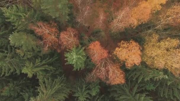 Vue aérienne d'une forêt d'automne . — Video