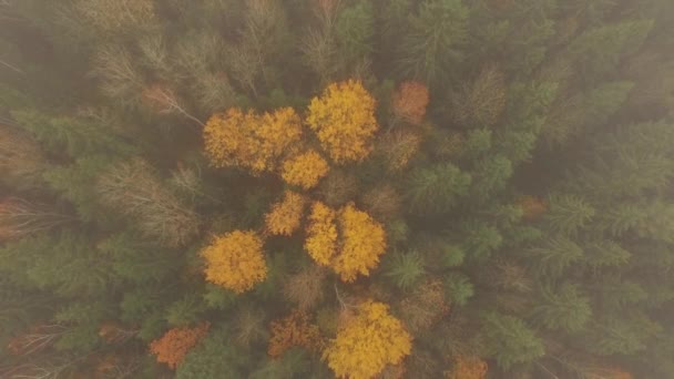 Aerial view. Drone descends over trees in the morning fog — Video