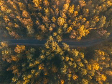 Forest road. Beautiful autumn colors. Sunset.