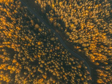 Forest road. Beautiful autumn colors. Sunset.