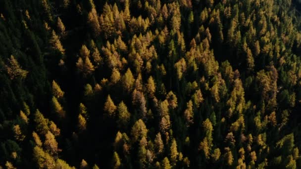 Höst skog i solen. — Stockvideo