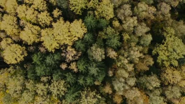Imágenes aéreas de aviones no tripulados volando sobre un bosque mientras las hojas cambian de colores brillantes en otoño . — Vídeo de stock