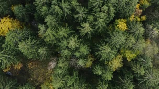 Vista aérea de drones. Zoom para fora da floresta de outono com cores de outono incríveis. coleção de vídeo drone 4k . — Vídeo de Stock