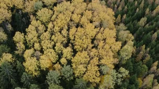 Aerial video of a autumn forest at sunny day. Drone moving forward at high altitude. — ストック動画