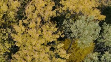 Sarı ve kırmızı ağaçlı güzel bir sonbahar ormanı. Ormanda sonbahar.