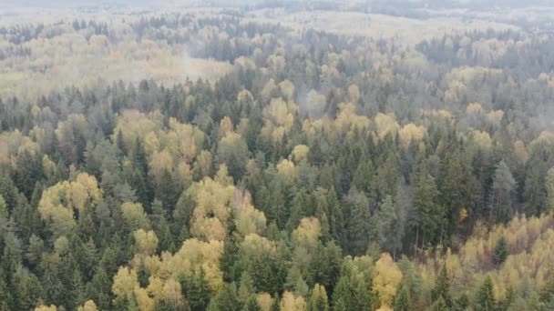 黄色と赤の木々と空中ビューの美しい秋の森。秋の森の中で、空中のトップビューを見下ろす — ストック動画
