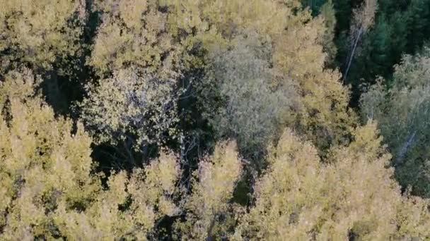 Widok z lotu ptaka piękny jesienny las z żółtymi i czerwonymi drzewami. Jesień w lesie. — Wideo stockowe