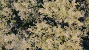 Sarı ve kırmızı ağaçlı güzel bir sonbahar ormanı. Ormanda sonbahar.