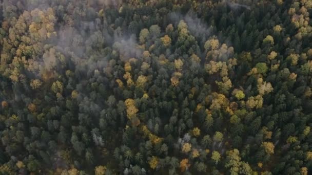 Aerial view of forest in autumn with colorful trees. Drone — Wideo stockowe