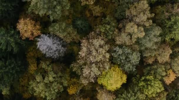 AERIAL: Flying above the stunning colorful treetops with turning leaves on sunny day. Beautiful autumn trees in yellow, orange and red forest on sunny autumn day. — Stok video
