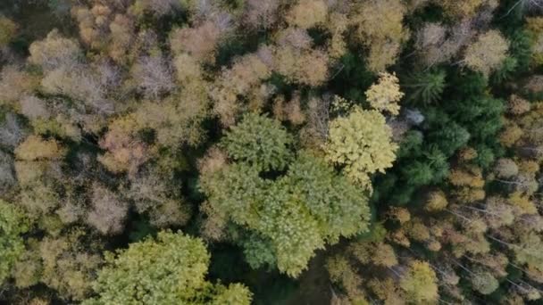 Осенний красочный лес сверху, захваченный дроном. Оранжевые, зеленые, желтые, красные листья деревьев . — стоковое видео