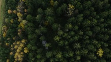 Orman havası manzarasında sonbaharın başlarında. Karışık orman, yeşil kozalaklı ağaçlar, sarı yapraklı yaprak döken yapraklar..