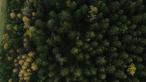 Kora ősz az erdei légi kilátásban. Vegyes erdő, zöld tűlevelű fák, lombhullató fák sárga levelekkel. — Stock videók