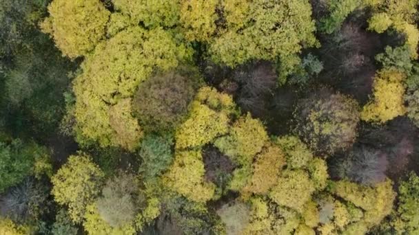 Fall Wood from above. Landscape. — Stock Video