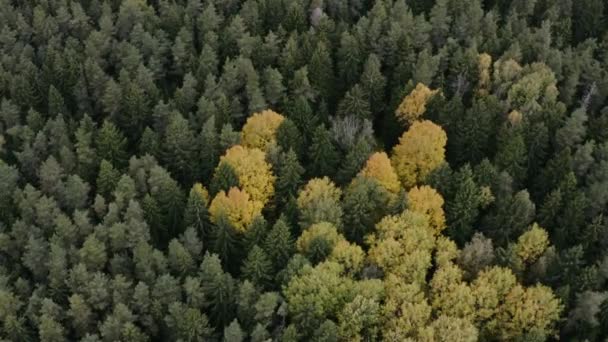 Fantástico movimiento aéreo sobre el viejo bosque de pino y abedul amarillo — Vídeos de Stock