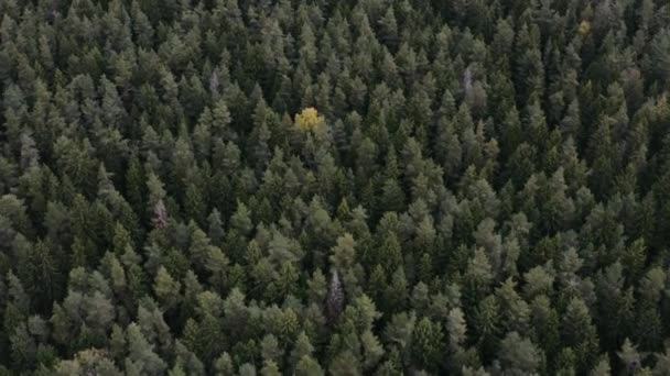 Fantástico movimiento aéreo sobre el viejo bosque de pino y abedul amarillo . — Vídeo de stock