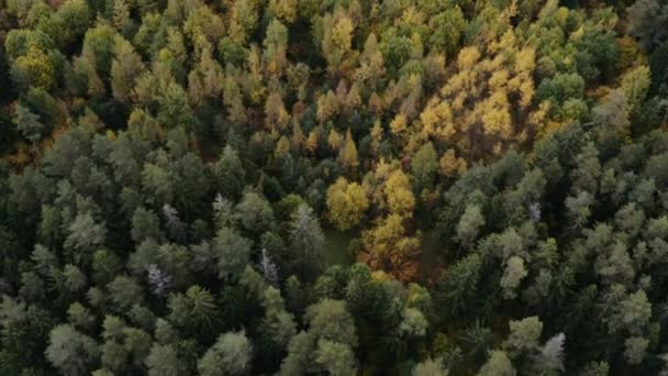 Fantasztikus légi mozgás felett régi fenyő és sárga nyírfa erdő. — Stock videók