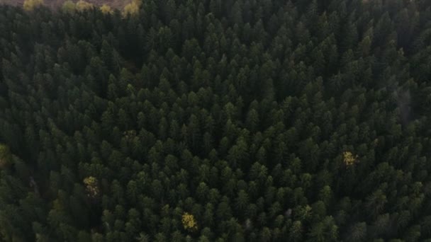 Latanie nad pięknym zielonym lasem. Wysokiej jakości strzał drona z zielonych drzew — Wideo stockowe