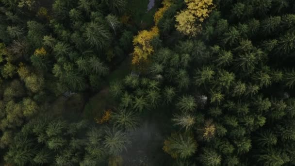 Sorvolando una bellissima foresta verde. Drone aereo di alta qualità colpo di alberi verdi, segni autunnali — Video Stock