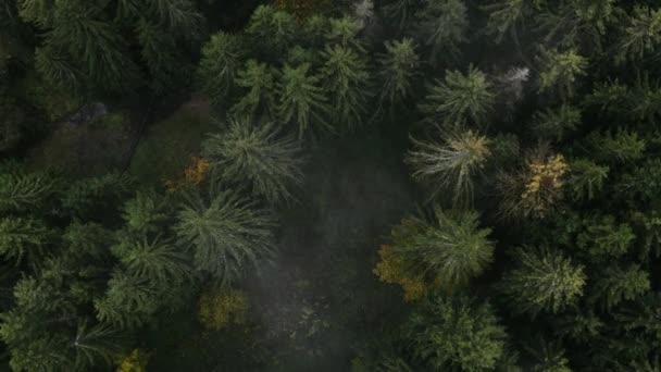 Flying over beautiful green forest. High quality aerial drone shot of green trees. — Stock Video