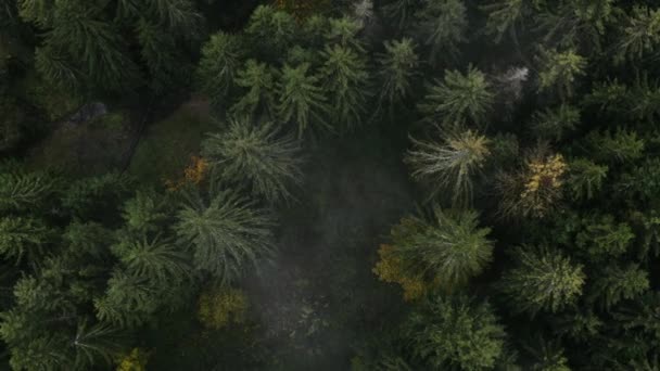 Survoler une belle forêt verte. Plan de drone aérien de haute qualité d'arbres verts .