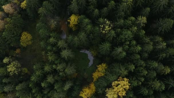 Letím nad krásným zeleným lesem. Vysoce kvalitní letecký záběr zelených stromů. Podzimní les — Stock video