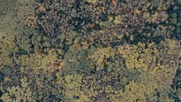 Imagens aéreas de drones voando acima de uma floresta enquanto as folhas mudam cores brilhantes no outono . — Vídeo de Stock