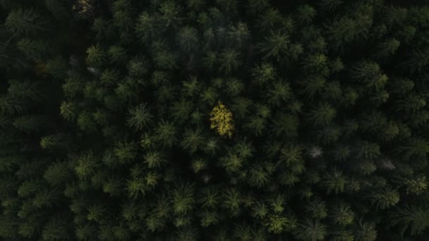 Sorvolando una bellissima foresta verde. Drone aereo di alta qualità colpo di alberi verdi. Albero verde solitario — Video Stock