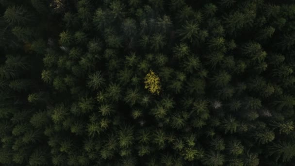 Volando sobre un hermoso bosque verde. Tiro aéreo de drones de alta calidad de árboles verdes. Árbol verde solitario — Vídeos de Stock