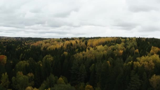 Aerial view of colorful larch forest in autumn season. Yellow and green trees. — Αρχείο Βίντεο