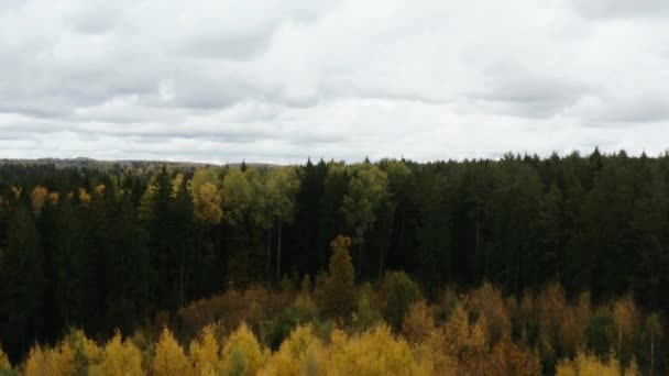 Autumn forest trees aerial view. — Stockvideo