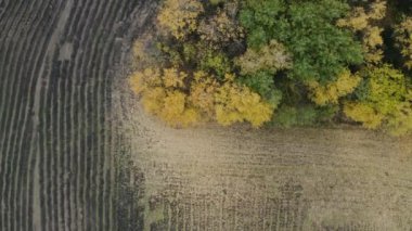 Sonbahar ormanı, hasattan sonra tarlanın yukarısından drone görüntüsü.