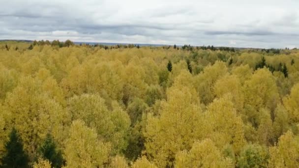 Letecký pohled krásný podzimní les se žlutými a červenými stromy. — Stock video